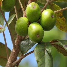 A close-up of a tree branch with green fruits Description automatically generated