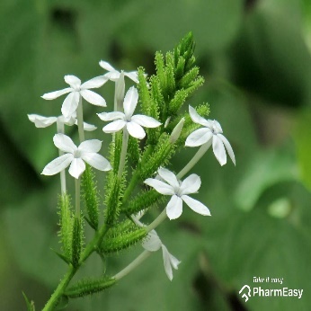 A close-up of a white flower Description automatically generated