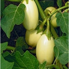 A close-up of eggplant growing on a plant Description automatically generated with medium confidence