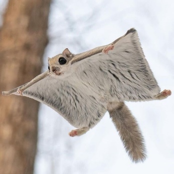 A flying squirrel in the air Description automatically generated