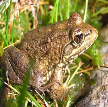 A frog sitting in grass Description automatically generated
