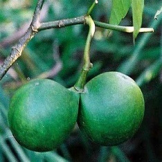 A green fruit on a tree Description automatically generated