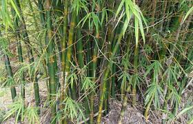 A group of bamboo trees Description automatically generated
