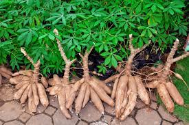 A group of cassava plants Description automatically generated