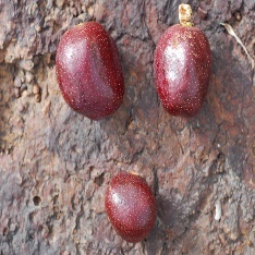 A group of red fruits on a rock Description automatically generated
