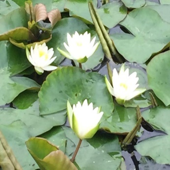 A group of white flowers on lily pads Description automatically generated