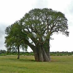 A large tree in a field Description automatically generated