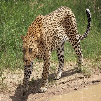 A leopard walking on dirt Description automatically generated