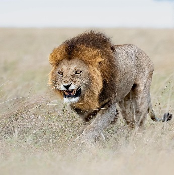 A lion running through a field Description automatically generated