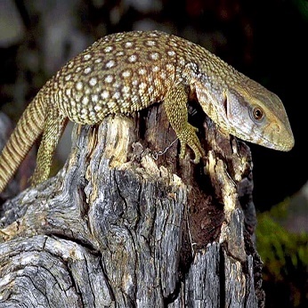 A lizard on a log Description automatically generated