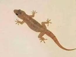 A lizard on a white surface Description automatically generated