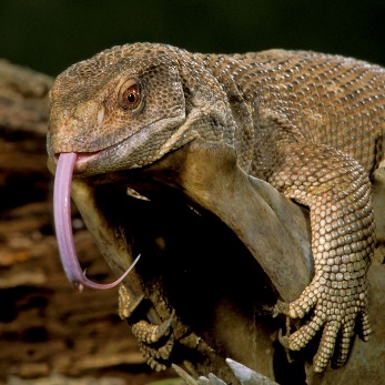 A lizard with its tongue out Description automatically generated