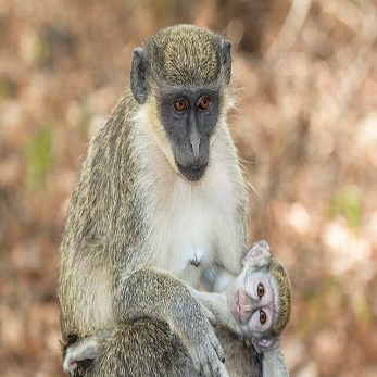 A monkey holding a baby monkey Description automatically generated