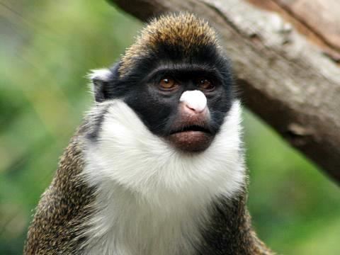 A monkey with a white face Description automatically generated