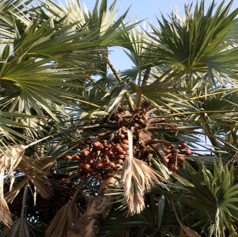 A palm tree with fruit Description automatically generated