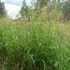 A picture containing outdoor, plant, grass, sky Description automatically generated