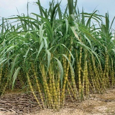 A picture containing outdoor, sky, corn, crop Description automatically generated