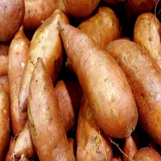 A pile of sweet potatoes Description automatically generated