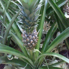 A pineapple growing on a plant Description automatically generated