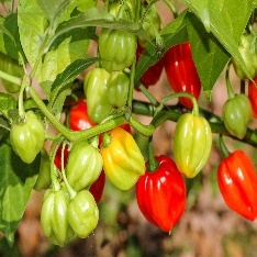 A plant with red and green peppers Description automatically generated