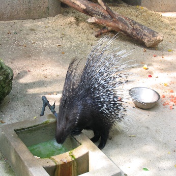 A porcupine drinking water from a fountain Description automatically generated