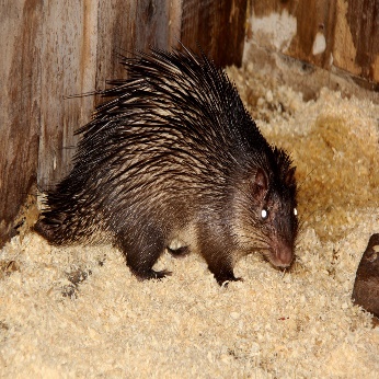 A porcupine in a cage Description automatically generated