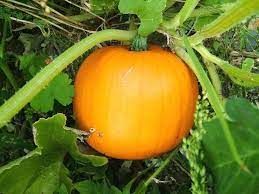 A pumpkin growing on a plant Description automatically generated