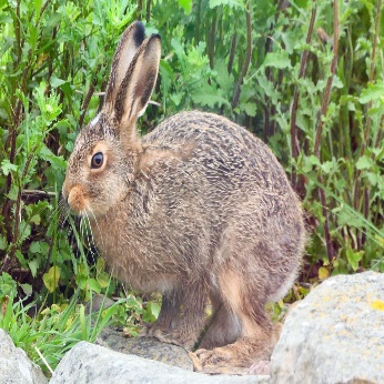 A rabbit standing on rocks Description automatically generated