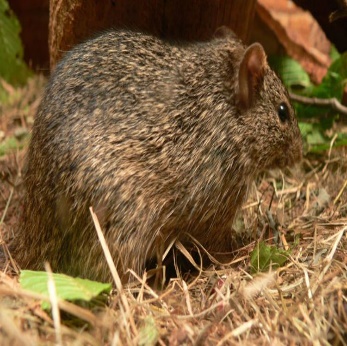 A rodent standing in the grass Description automatically generated