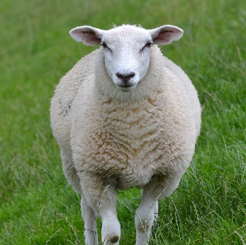A sheep standing in a grassy field Description automatically generated