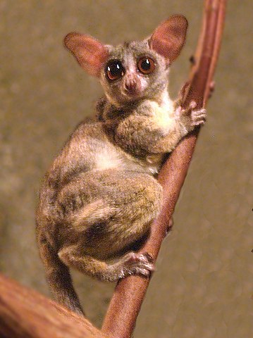 A small animal with big eyes Description automatically generated