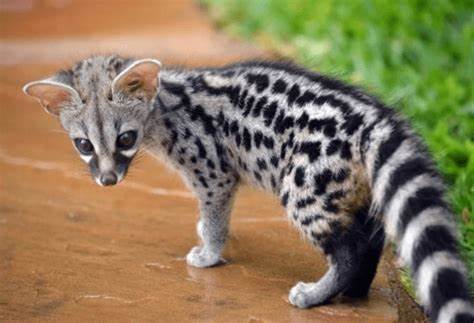 A small spotted animal with black spots Description automatically generated