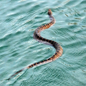 A snake swimming in the water Description automatically generated
