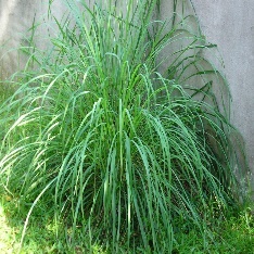 A tall grass growing in the grass Description automatically generated