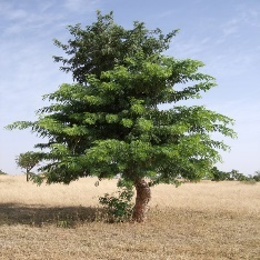 A tree in a field Description automatically generated