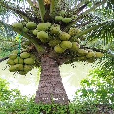 A tree with coconuts growing on it Description automatically generated