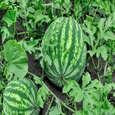 A watermelon growing in a field Description automatically generated with low confidence