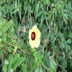 A yellow flower with a red center Description automatically generated