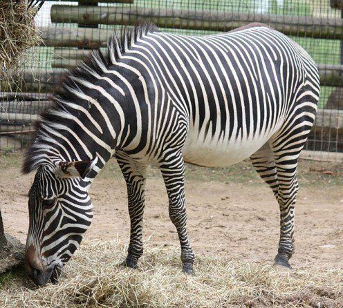 A zebra eating hay in a zoo enclosure Description automatically generated