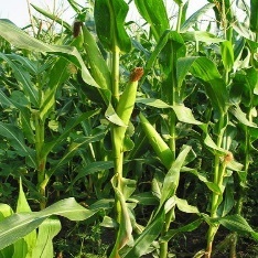 Close-up of a corn field Description automatically generated
