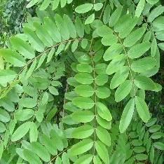 Close-up of a green leafy plant Description automatically generated