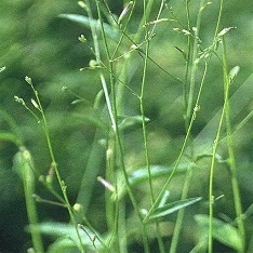 Close-up of a green plant Description automatically generated