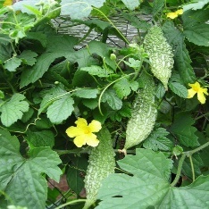 Close-up of a plant with a yellow flower Description automatically generated