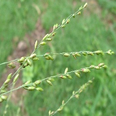 Close-up of a plant with buds Description automatically generated