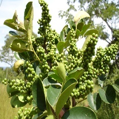 Close-up of a plant with green berries Description automatically generated