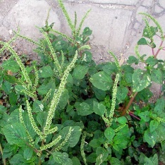 Close-up of a plant with green leaves Description automatically generated