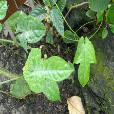 Close-up of a plant with leaves Description automatically generated