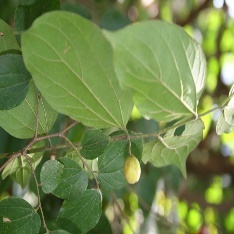 Close-up of a plant with leaves Description automatically generated