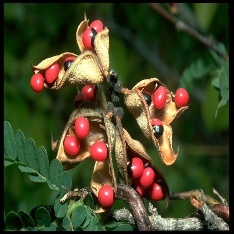 Close-up of a plant with red seeds Description automatically generated