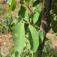 Close-up of a tree branch with leaves Description automatically generated